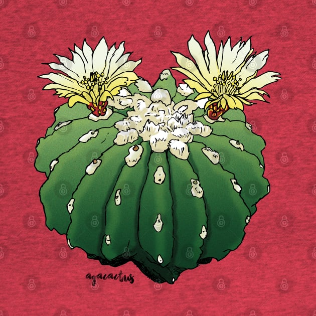 Ferocactus by Agacactus by AgaCactus